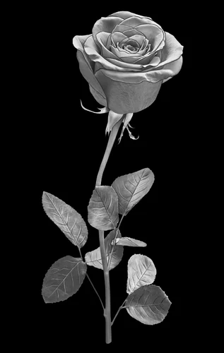 Цветок 015 (роза)