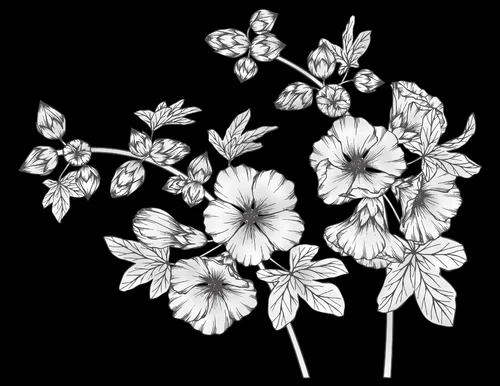 Цветы 054 (мальва)